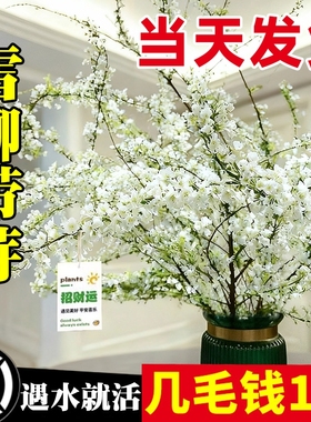 雪柳鲜枝干枝支室内水养水培植物插花好养银柳真花卉盆栽龙柳绿植