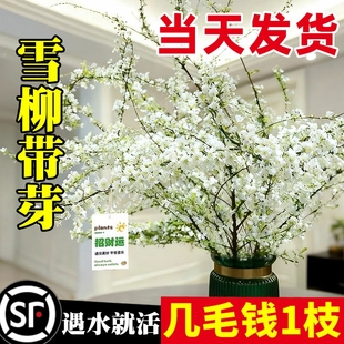 雪柳鲜枝干枝支室内水养水培植物插花好养银柳真花卉盆栽龙柳绿植