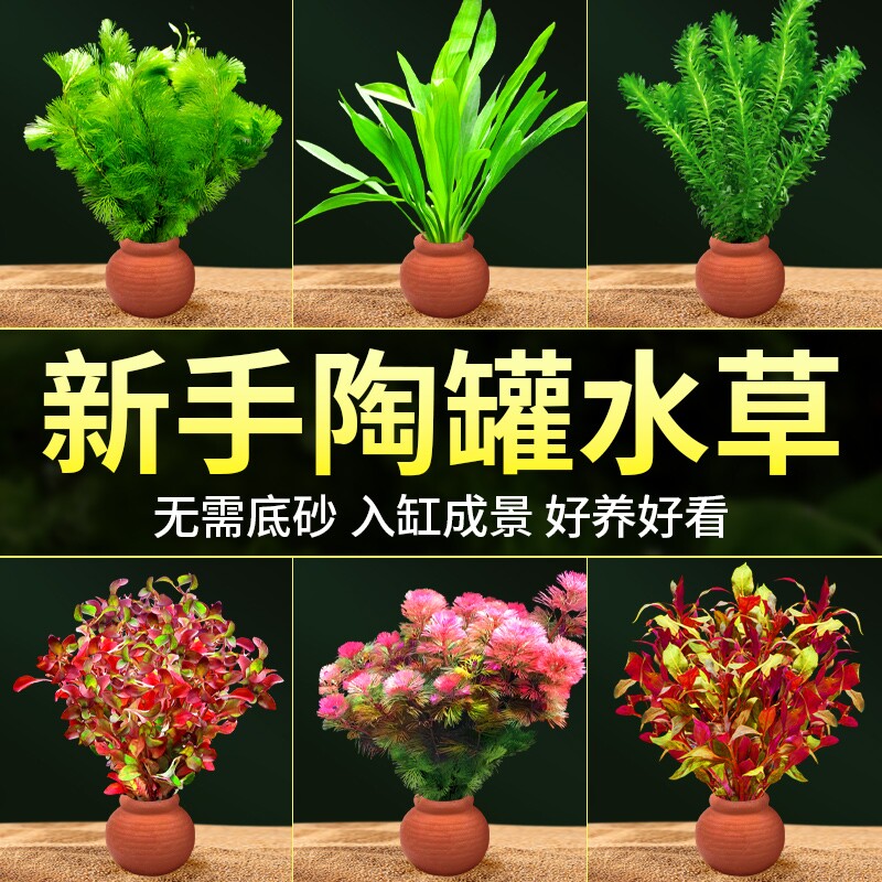 增氧水草套餐迷你杯|千人回购										