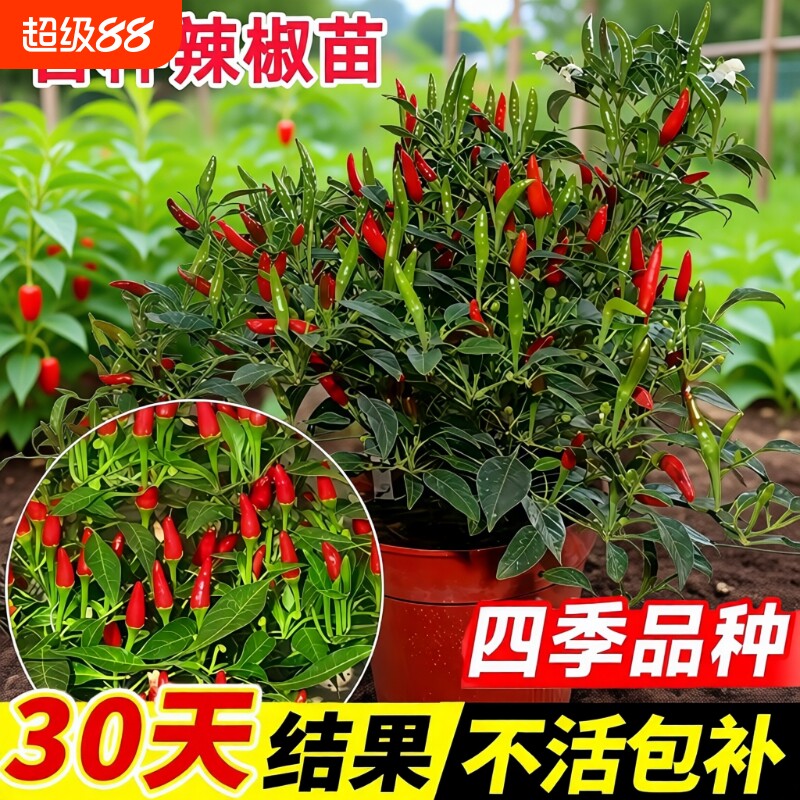 辣椒苗秧苗小米辣魔鬼朝天椒苗种子籽薄皮青椒四季蔬菜苗盆栽树苗图片