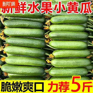 水果黄瓜新鲜小黄瓜脆嫩小青瓜蔬菜生吃现摘现发当季 即食批发时令