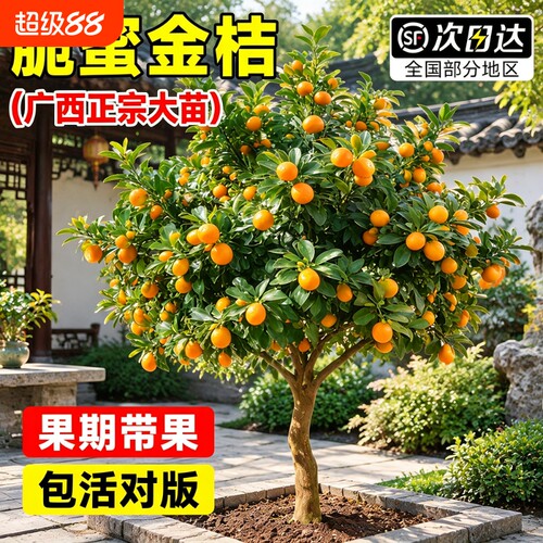 【包活对版】正宗融安脆蜜金桔树