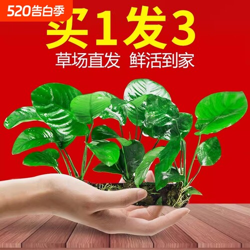水榕沉木水草鱼缸造景增氧净水