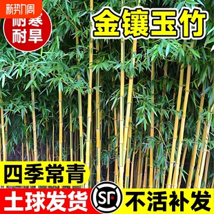 竹子苗金镶玉竹庭院四季常青植物盆栽黄金竹苗罗汉竹紫竹毛竹耐寒