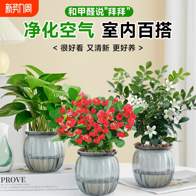 绿萝盆栽室内客厅除甲醛桌面好养活花卉小绿植发财树水培植物吊兰