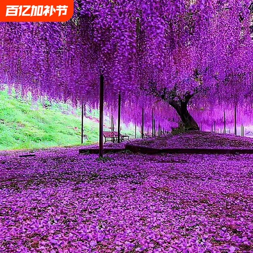 紫藤花树苗庭院花卉紫藤萝室外爬藤植物大树开花盆栽重瓣小苗种植