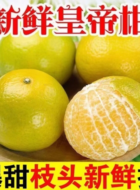 正宗广西皇帝柑新鲜橘子水果当季现摘贡柑甜橘大果包邮采摘阳光