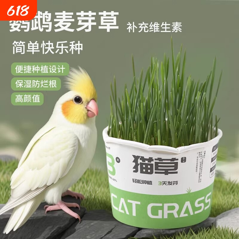 猫草盆栽排毛球已种好的纸杯新鲜麦草化毛球狗小麦草种植水培植物