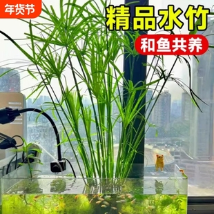 鱼缸专用水竹水培植物和鱼共养净化水质水草乌龟缸造景绿植生态