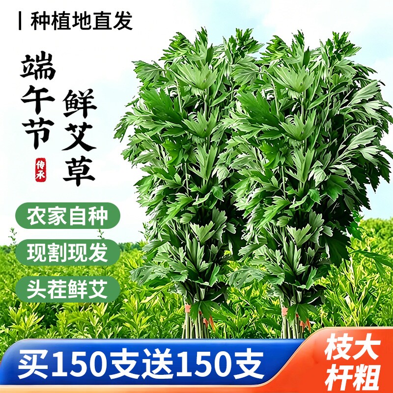 端午节新鲜艾草挂门整颗一束青艾叶花束带杆艾草家用泡脚药包洗澡
