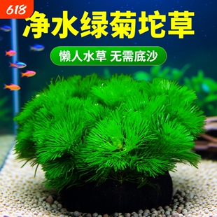 绿菊大坨草缸水草植物鱼缸造景专用水培增氧淡水阴性后景蜈蚣坨草