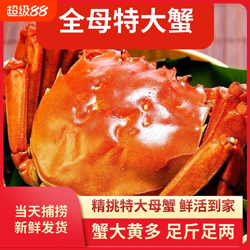 苏州鲜活大闸蟹纯母蟹