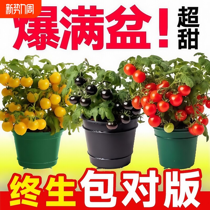 四季小番茄苗秧苗盆栽带果千禧圣女果矮生阳台西红柿种子籽孑耐寒