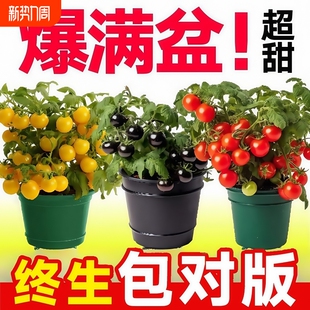 四季小番茄苗秧苗盆栽带果千禧圣女果矮生阳台西红柿种子籽孑耐寒