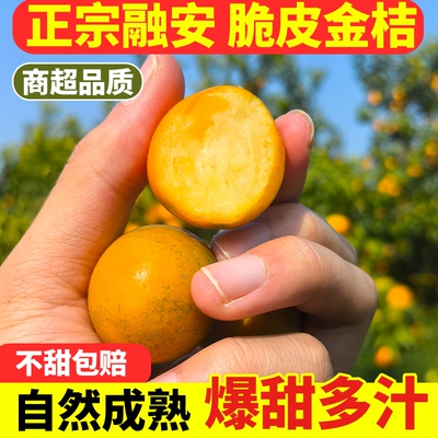 正宗广西融安脆皮金桔水果小金橘新鲜当季纯甜蜜金柑桔子5斤装