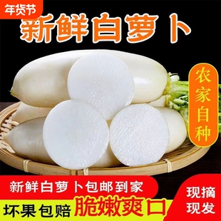 新鲜白萝卜装新鲜蔬菜农家自种甜白罗卜脆嫩多汁产地直发包邮当季