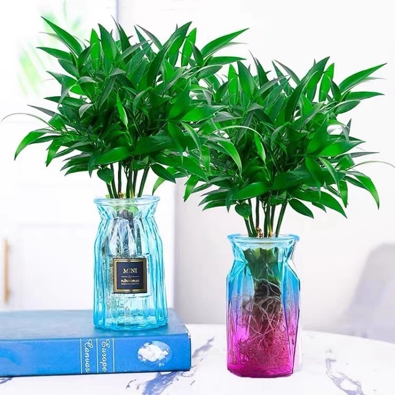 竹柏水培植物室内水养富贵竹绿植花卉盆栽办公室四季常青客厅驱蚊