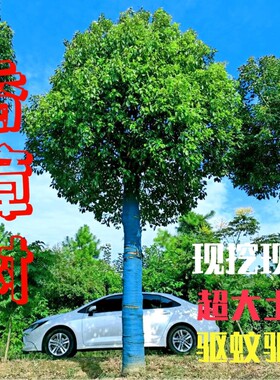 香樟树苗大树庭院大小叶四季常青耐寒绿化苗香樟苗风景驱蚊种植