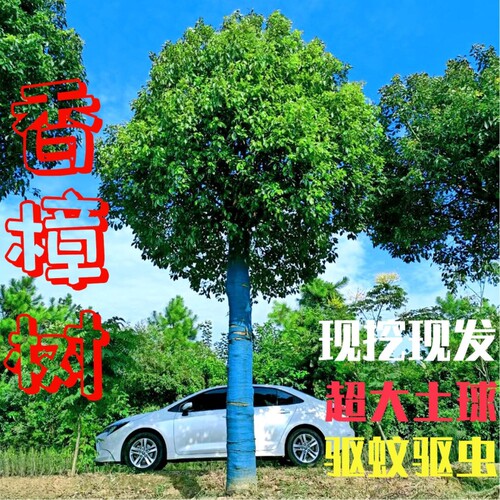 香樟树苗大树庭院大小叶四季常青耐寒绿化苗香樟苗风景驱蚊种植