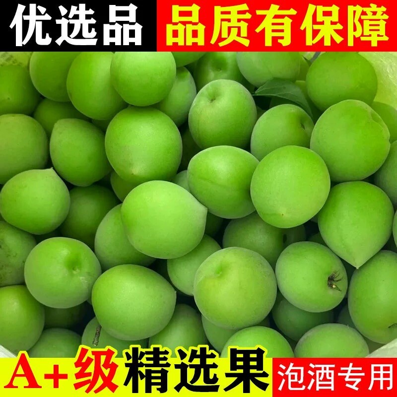 2026云南新鲜青梅果现摘酸梅子泡酒做酵素露汁高山野生胭脂梅