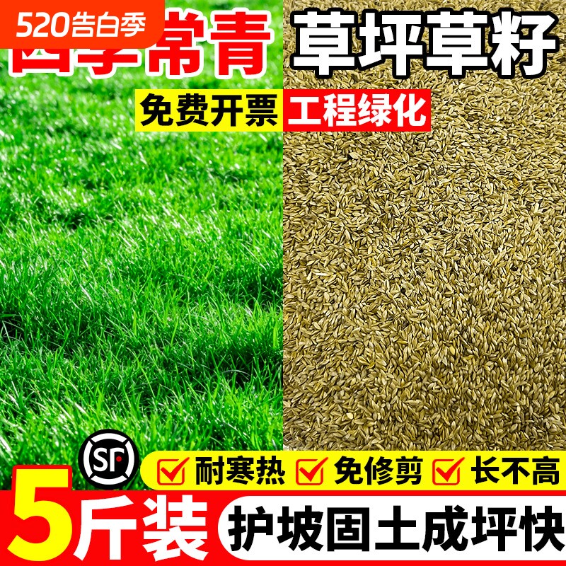 草坪草籽四季常青免修剪护坡狗牙根马尼拉矮生庭院地毯草皮草种子