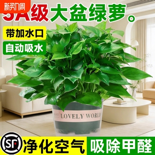 绿萝盆栽室内花卉绿植大叶绿箩新房客厅办公室吸甲醛植物耐阴好养
