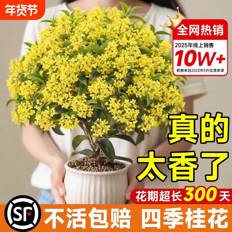 四季桂花盆栽金桂浓香型绿植室内花卉桂花树苗老桩阳台植物好养活,鲜花速递/花卉仿真/绿植园艺,绿植,淘宝优惠券,粉丝福利购,淘宝优惠卷