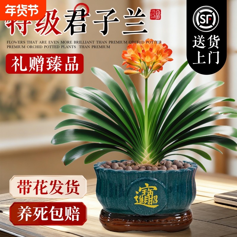 精品君子兰盆栽带花苞客厅送礼名贵国宝级植物办公室四季好养绿植