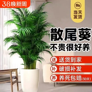 散尾葵绿植物客厅大型盆栽夏威夷凤尾竹办公室内富贵椰子四季常青