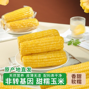 新鲜采摘粗粮黑土玉米到手当季东北真空锁鲜黄糯玉米软糯香甜早餐
