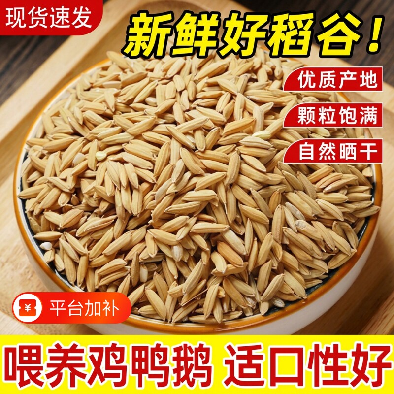 带壳稻谷谷子水稻圆稻子粮食杂粮大米喂鸡鸭鹅鸽子鸟仓鼠宠物饲料