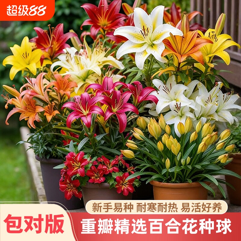 重瓣香水百合花种球盆栽观花植物图片