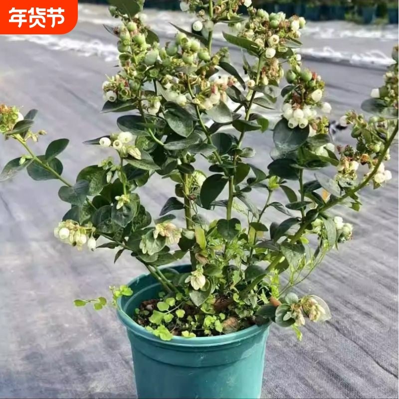 蓝莓树果盆栽苗带果子发货蓝莓树苗阳台盆栽南方北方种植室内外,鲜花速递/花卉仿真/绿植园艺,造型盆景,淘宝优惠券,粉丝福利购,淘宝优惠卷