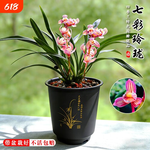 建兰荷瓣七彩玲珑四季兰花苗夏带花苞室内好养浓香味花卉绿植盆栽
