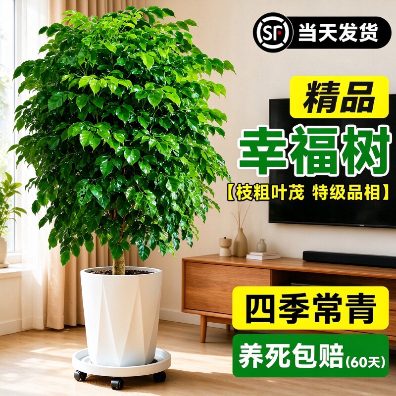 幸福树客厅盆栽四季常青发财树室内净化空气植物平安树甲醛绿植