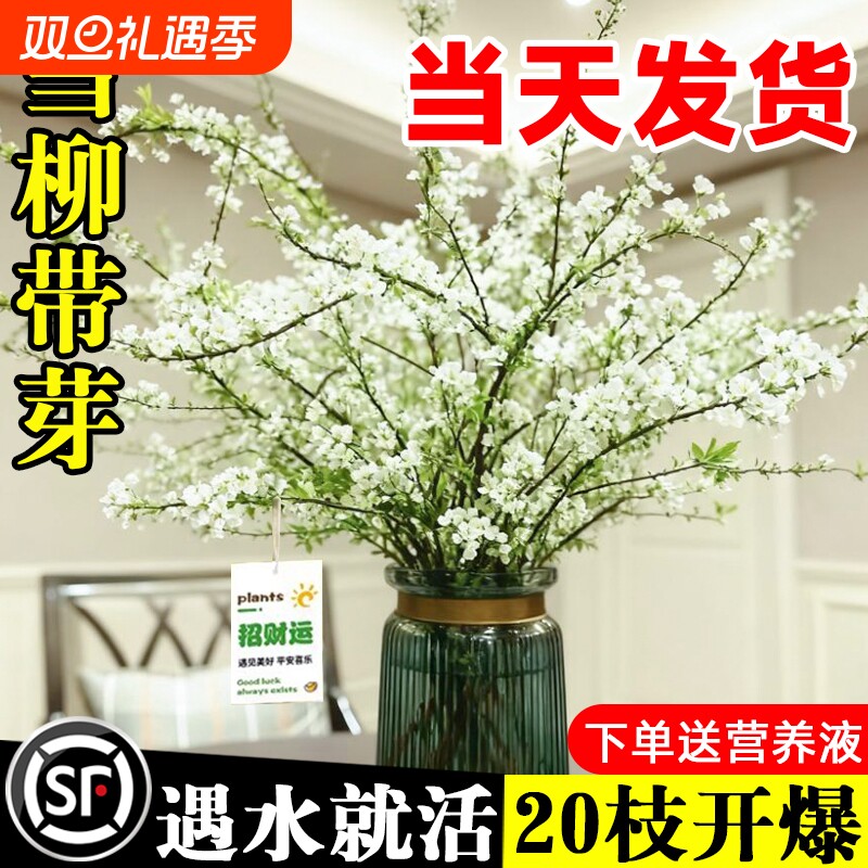 雪柳干枝鲜枝水养插花水培植物鲜花卉室内盆栽带花苞绿植龙柳好活