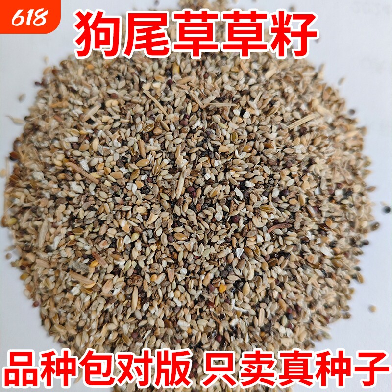 狗尾巴草籽耐热四季常青草种子护坡固土草坪种籽播种种植牧草当季