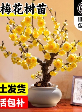 腊梅花树苗盆栽原生嫁接易活耐寒庭院室内外浓香老桩红梅年宵花卉