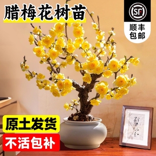 腊梅花树苗盆栽原生嫁接易活耐寒庭院室内外浓香老桩红梅年宵花卉