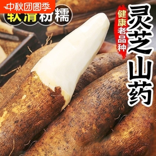 新鲜粉糯灵芝山药云南特产新鲜当季 时令农家精选蔬菜淮山养胃健脾