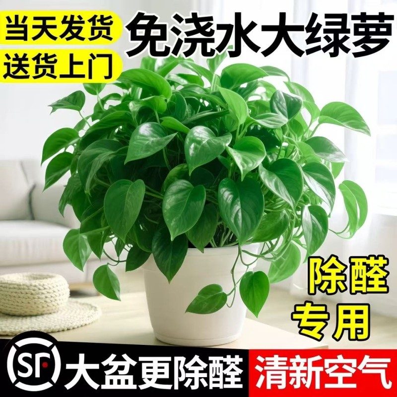 绿萝盆栽室内绿植水培植物大盆绿箩长藤款新房客厅四季好养卧室