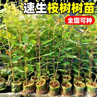 桉苗速生 广29巨桉树苗 29号 常绿经济林木材树 生长快造林桉树苗