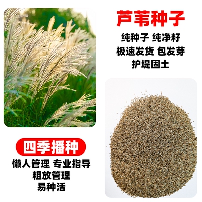 芦苇种子耐涝耐贫瘠水陆两栖水草种籽净化河堤绿化观赏型草籽种植