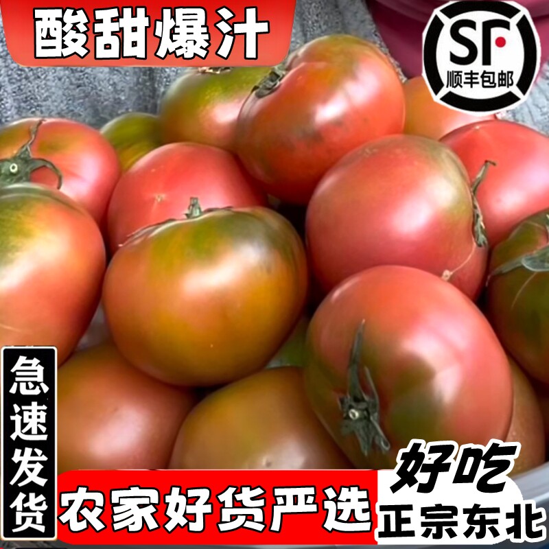 正宗东北铁皮草莓柿子蕃茄碱地新鲜水果西红柿自然熟绿腚即食番茄