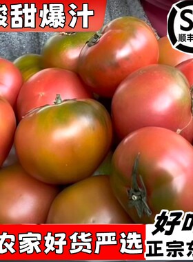 东北铁皮草莓西红柿子应季水果