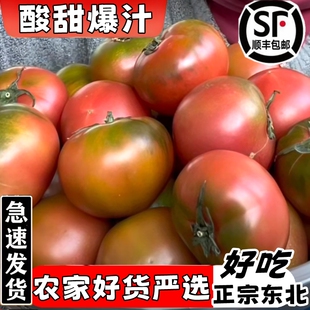正宗东北铁皮草莓柿子蕃茄碱地新鲜水果西红柿自然熟绿腚即食番茄
