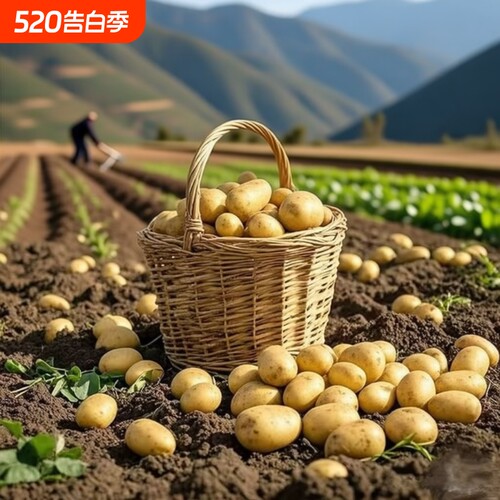 云南高原山老品种土豆新鲜黄皮