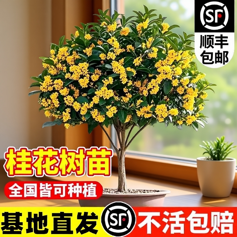 桂花树苗四季桂盆栽阳台花卉庭院浓香开花植物八月桂金桂丹桂大树