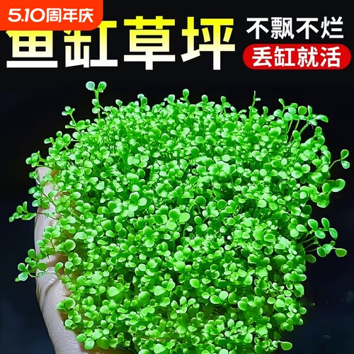 爬地矮珍珠水草网片净化水质