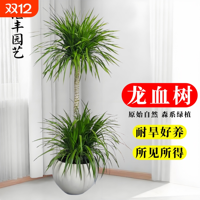 龙须树大型盆栽多头龙血树室内客厅龙铁树盆栽花卉植物办公室盆景